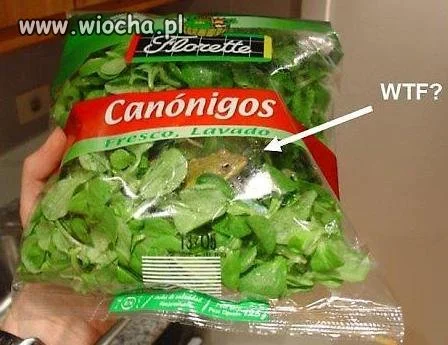 Żaba na wynos...