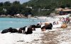 Zatłoczona plaża