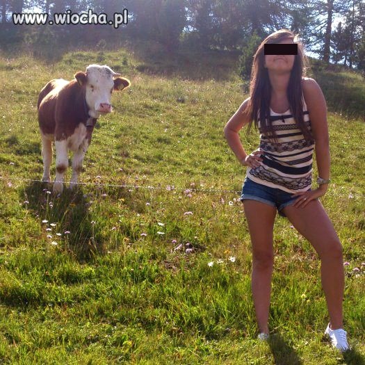 Dobra krówka