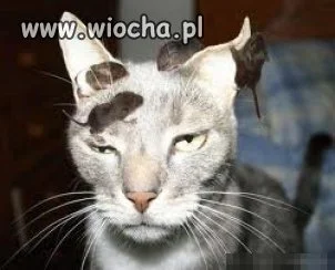 Tolerancja...