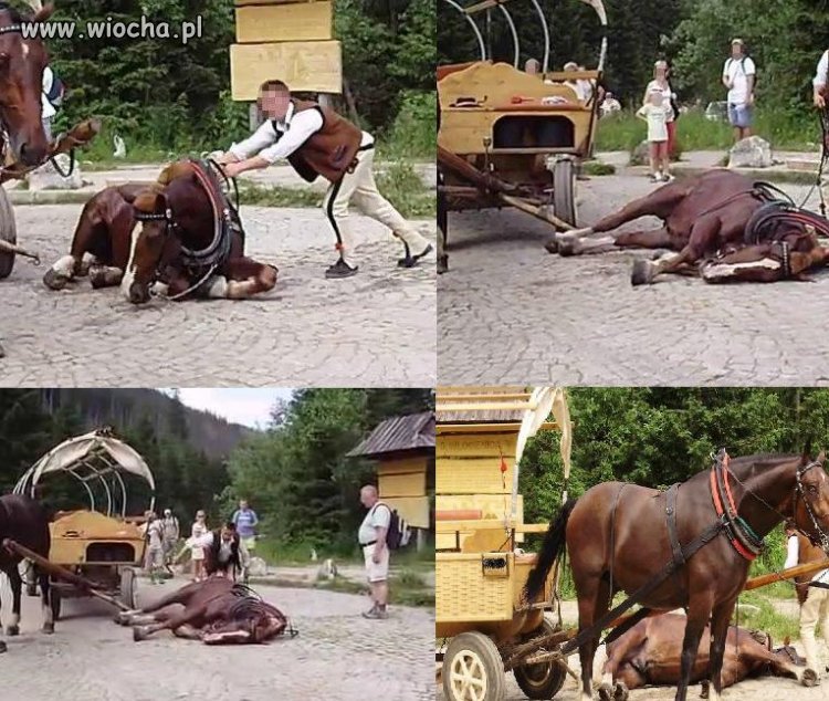 Konie jeżdżące na Morskie Oko mają ciężki żywot...