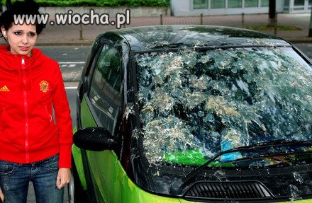 Kocham ptaszki 
