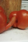 Pomidorki
