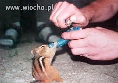 Znęcaj się nad zwierzętami
