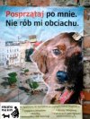 Masz psa,masz obowiązek
