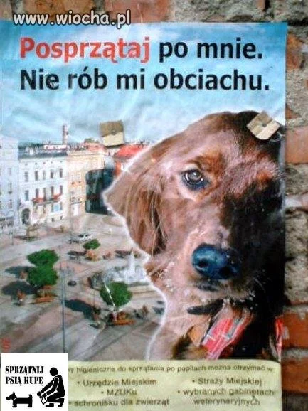 Masz psa,masz obowiązek
