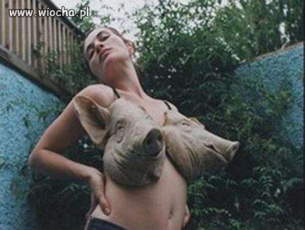 Świńska moda...