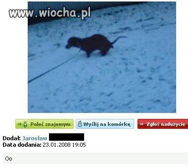 Mój pies robi zdrową kupkę...