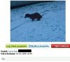 Mój pies robi zdrową kupkę...