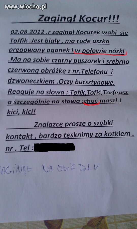 Jedyny taki kocur