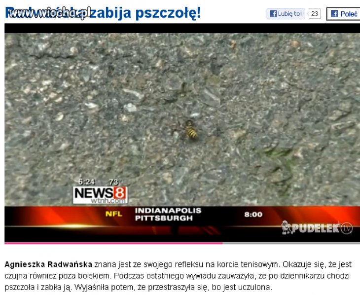 Radwańska Zabiła Pszczołę