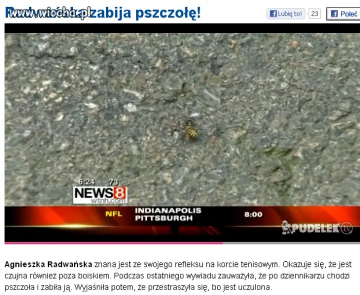 Radwańska Zabiła Pszczołę