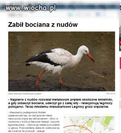 Zabił bociana z nudów