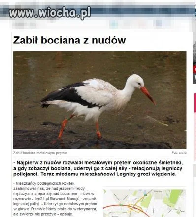 Zabił bociana z nudów