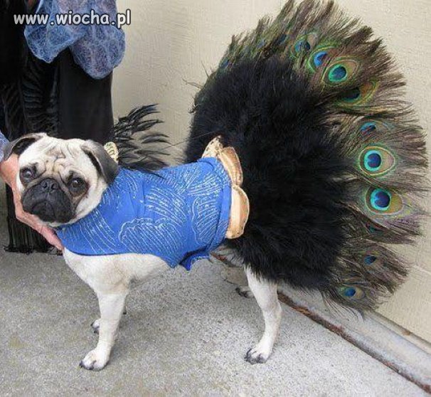 Pies - Paw...