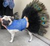 Pies - Paw...