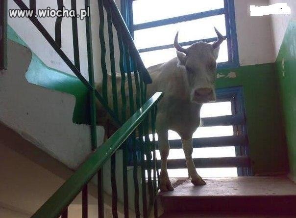 Codziennie mijam się z sąsiadką z 3 piętra