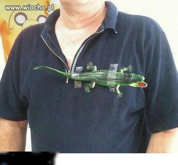 Prawdziwa Lacosta