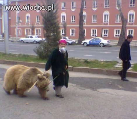 Żeby tak męczyć niedźwiedzia...
