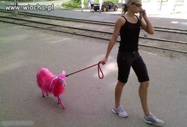 Na jeden dzień mogłaby zamienić się rolami z kozą