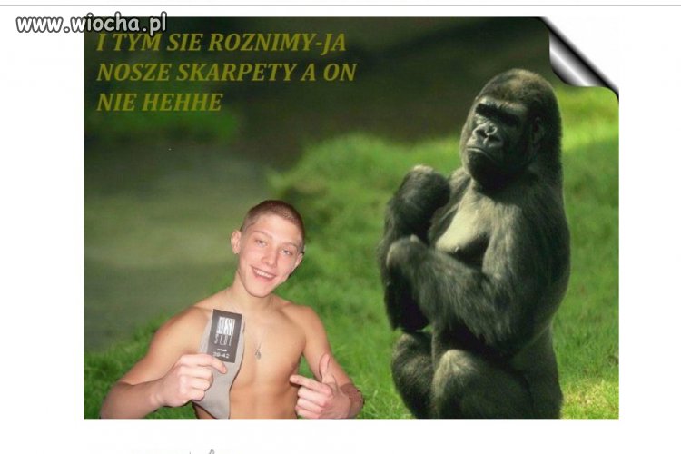 Poziom inteligencji na plus dla małpy