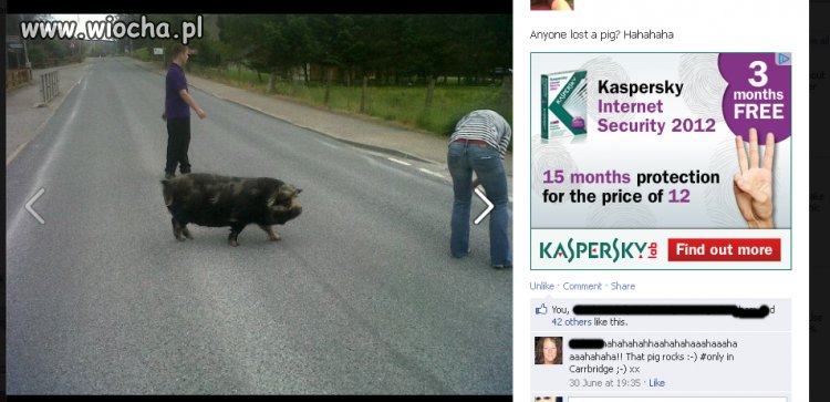 Ktoś zgubił świnie ? 