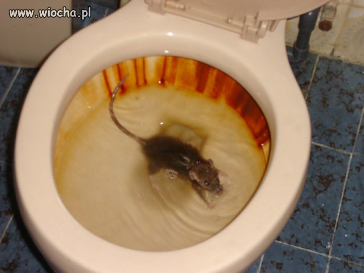 PKP Kraków Szczurek wodny w drodze na Wawel