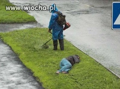 Twardy sen,pewnie czerwone słodkie typu TUR