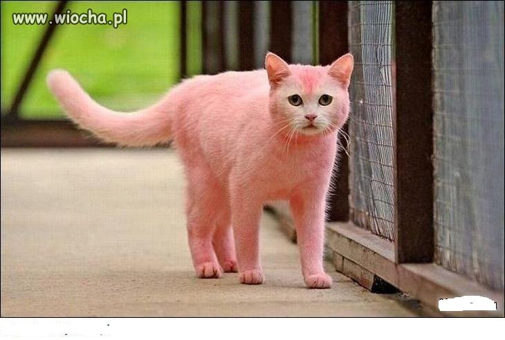 Bo nie pasował do torebki