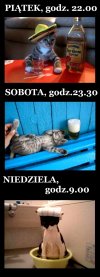 Wszystkim miłośnikom