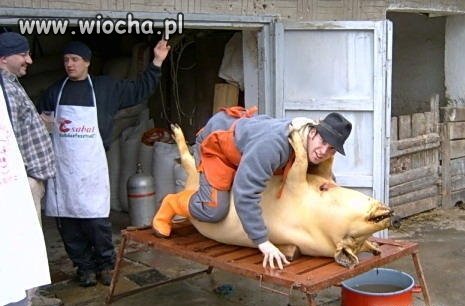 Leże sobie na schabie
