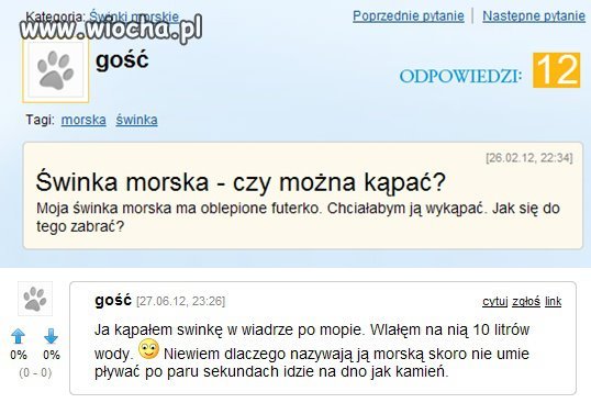 Instrukcja kąpania świnki morskiej
