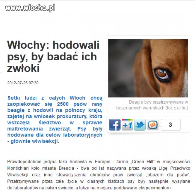 Szok