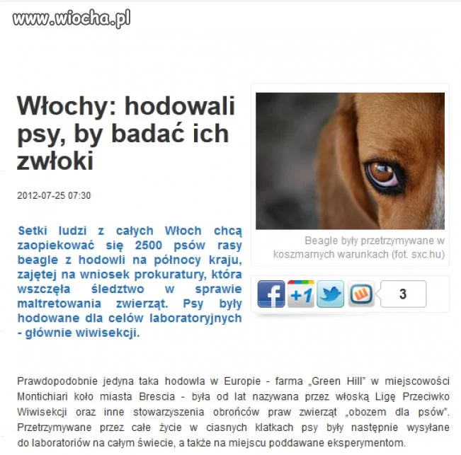 Szok