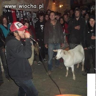 Party-Koza