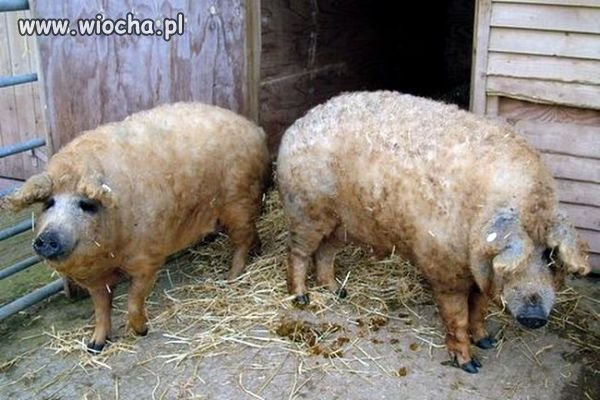 Genetyka zmierza w dobrym kierunku