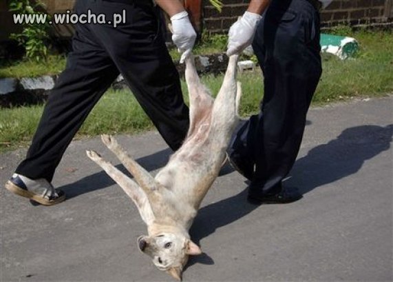 Ludzie są bez uczuć