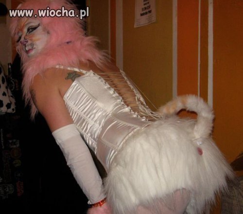 Pink kocica.
