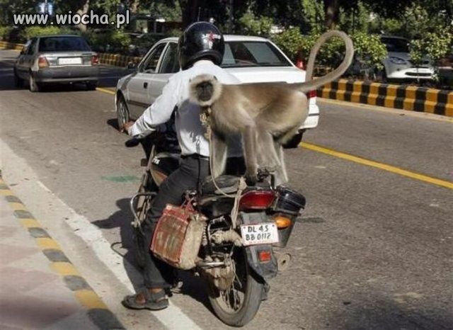Co się stanie - małpka spada z jadącego motoru?