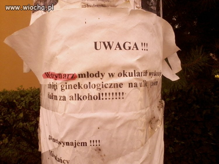 Weterynarz młody w okularach wykonuje zabiegi 