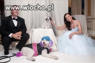 Ślub psów? Największa wiocha i debilizm ich panów