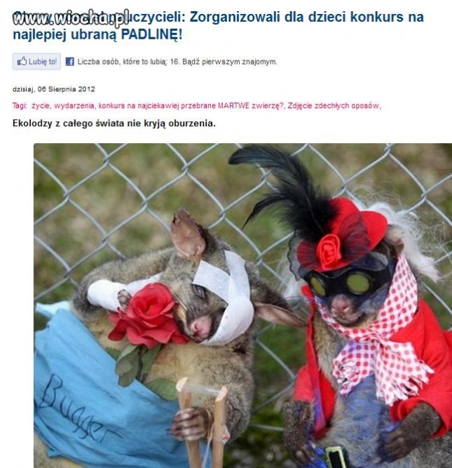 Konkurs na przebranie dla martwego oposa