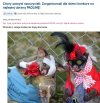 Konkurs na przebranie dla martwego oposa
