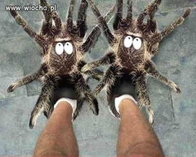 Spider