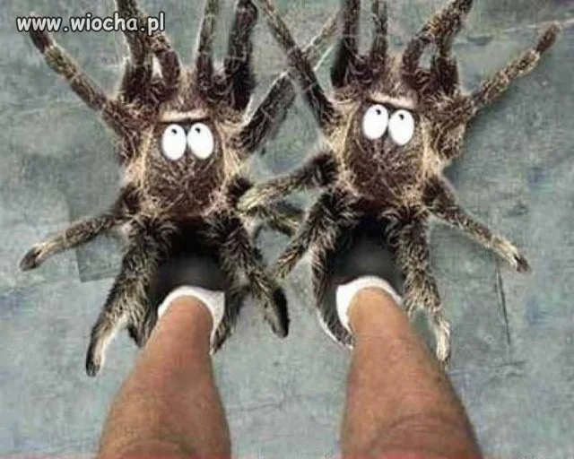 Spider