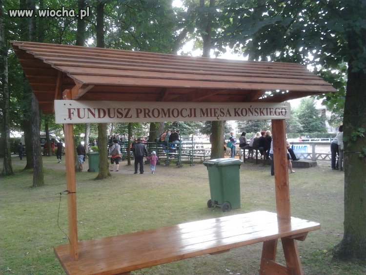 Na pokazach konnych