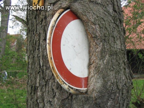 Drzewo...