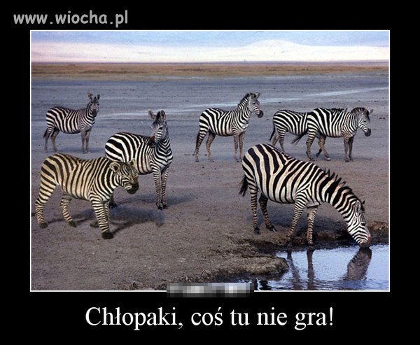 Jak zespół przegrywa  to...