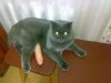 Miałłł daj mi mleko 