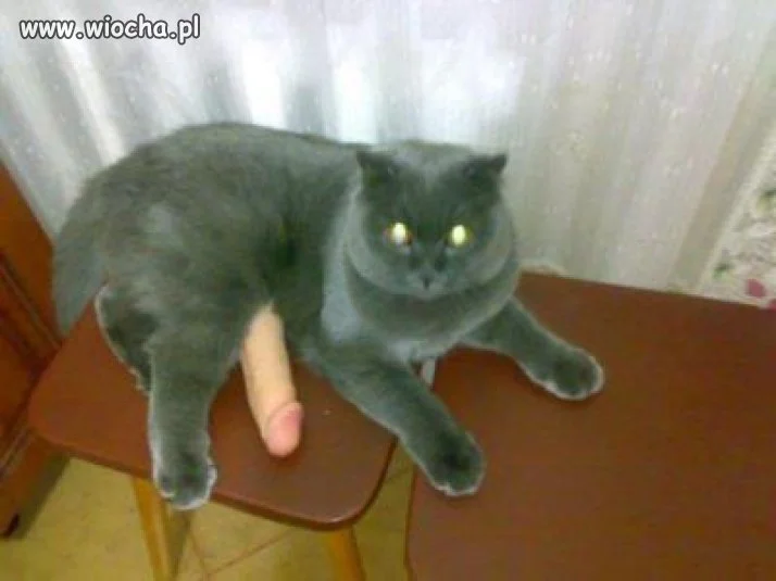 Miałłł daj mi mleko 